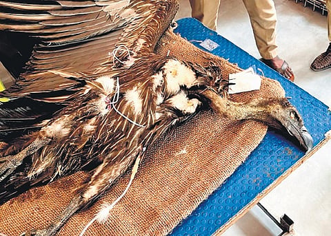 The White-rumped vulture that was found on a road in RA Puram