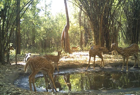 Nallamala forest.