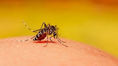 Mosquito