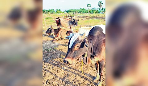 The farm currently houses 640 cows, bulls, and calves exclusively of the Umbalacheri breed 