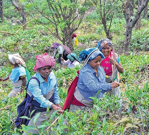 In a notice served to the workers on Thursday, the private company, whose 99-year estate lease is set to end in 2028, also said the labourers will be paid their 75% ex gratia due within three days. 