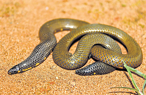 The discovery was recently published in the international journal Zootaxa 