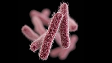 Shigella