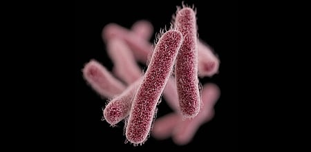 Shigella infection (shigellosis) is a highly contagious bacterial infection that primarily targets the intestine.