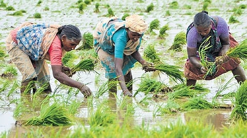 Farmhands transplanting Kuruvai nursery crops near Tiruchy 