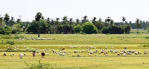 Image of a non-cultivated paddy field used for representational purposes only.