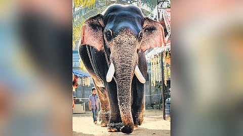 Guruvayur Nandhan.