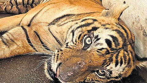 After an arduous road trip from Kenichira in Wayanad to the capital city, the 10-year-old male tiger which gave sleepless nights to residents rests at the Thiruvananthapuram zoo 