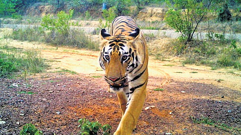 A four-year-old male tiger spotted in Kumura-mbheem Asifabad 
district