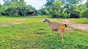 A sambar released in Bharatpur forest of Chandaka wildlife sanctuary 