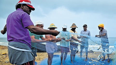 Fishermens trying to pick the fish from the fishing nets