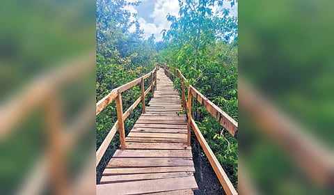 The new canopy bridge at Bhitarkanika national park 