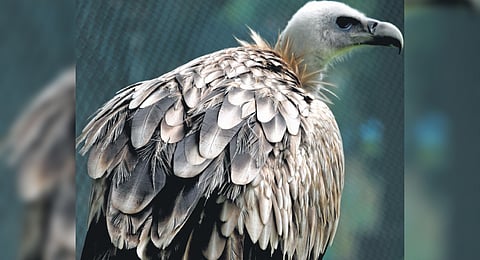 Social cost of collapse of vulture  population