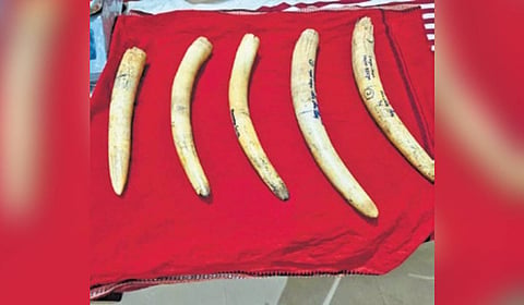 The seized tusks