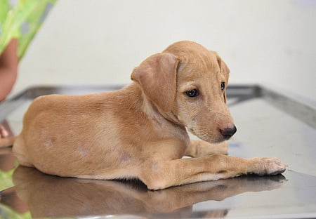 Kollam corporation introduces microchipping for pet dogs