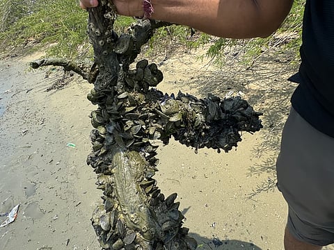 Image of 'charru mussels' used for representational purposes only