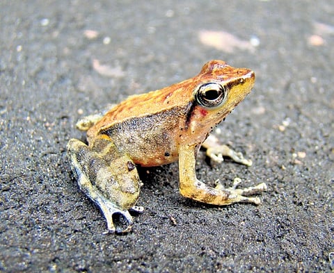 Kallar dancing frog or torrent frog, (Micrixalus herrei)