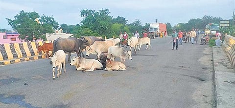 Stray cows laying on the road 