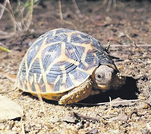 A veterinary team is trying to stabilise around 600 turtles in the zoo | Express