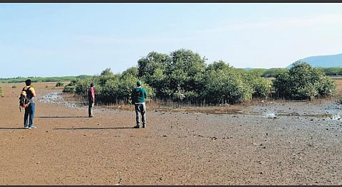 Mangrove patch near Gostani river mouth in Bheemili. 