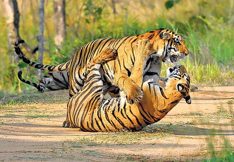 The big cats