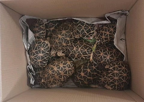The recovered star tortoises