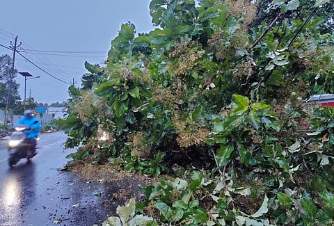 A Rudraksha tree on the premises of Sree Mahadeva temple at Thirunakkara in Kottayam fell down in the gusty winds in the early hours of Wednesday