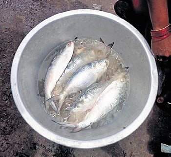 The fish normally sells for Rs 400 to Rs 500 per kg during monsoon.