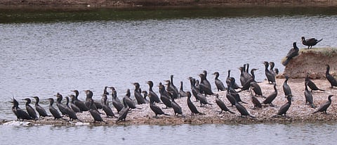 Flock of Cormorant birds in the samanatham tank