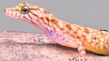 Cnemaspis triedra