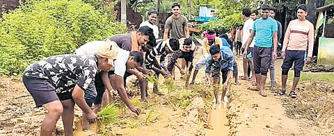 Villagers plant paddy saplings on muddy roads.    