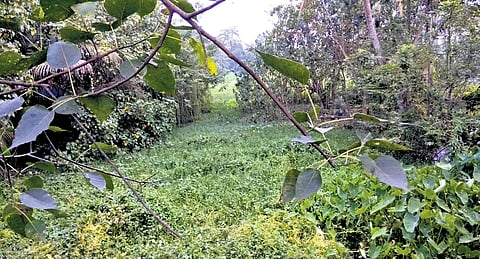 Water flow through the Konothupuzha has nearly dried up due to deposit of silt and waste, and also the growth of invasive weeds 