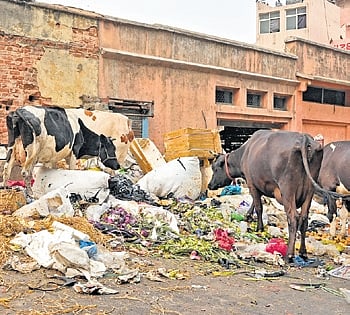 Cows eating garbage accumulated on the streets 