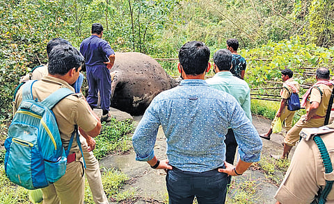 Forest team inspecting one of the elephant carcasses found in the Pindimedu area of Pooyamkutty forest near Kothamangalam 