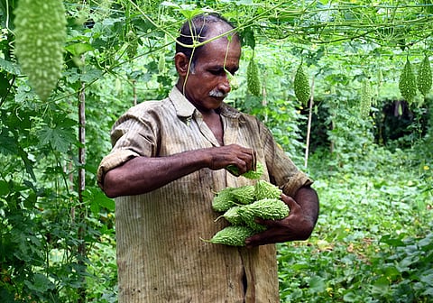 A farmer harvesting bitter gourd from his farm at Ponnara near Kattakada, Thiruvananthapuram. Image used for representative purposes only 