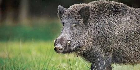 Wild Boar