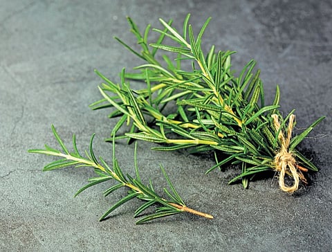 Rosemary