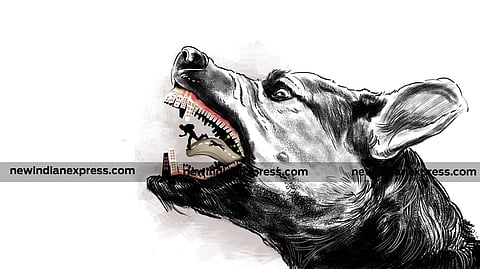 Stray dog, Rabies