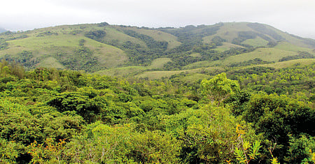 20,805 hectares of forest land given to infrastructure projects in 20 years