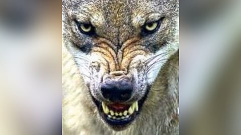 Image of a wolf used for representational purposes only.
