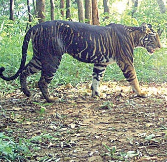 Melanistic tiger safari project gets National Tiger Conservation Authority nod, CZA approval awaited 