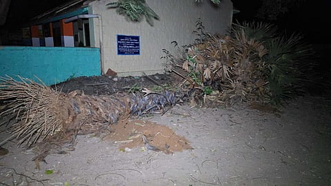 Villagers of Palani Goundan Valasu near Moolanur complain that roadside palm and tamarind trees were removed without any permission by a private company to lay the electricity line 