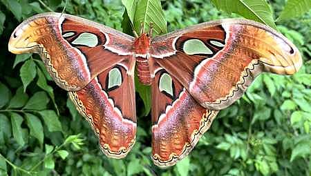 The presence of four rare species -- Srilankan Atlas moth, Indian Moon moth, Tasar Silk moth, and Golden Emperor moth -- has been recorded during the documentation.