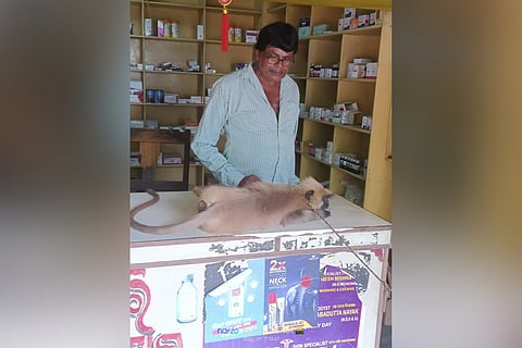 Taranisen Mohanta treating the injured monkey 