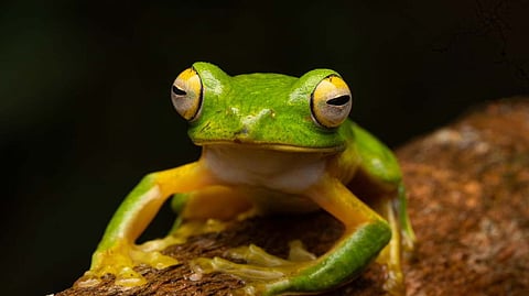 Flying frog. 