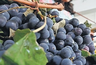 Blue grapes