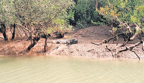 File photo of a crocodile spotted near a creek.