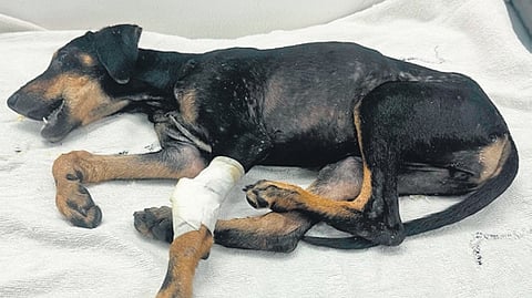 The injured puppy