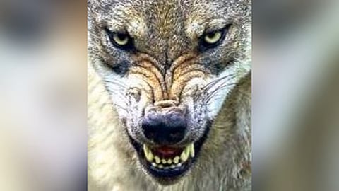 Image of a wolf used for representational purposes