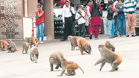 MCD and NDMC shall ensure that the monkey-catchers catch the
monkeys of their respective areas and release as well as rehabilitate
them in Asola Bhati by the past practice- Chief Justice Manmohan